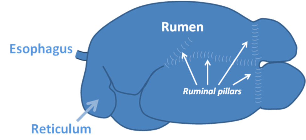 Consider An Spherical Cow Pdf File